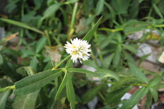 Alternanthera philoxeroides